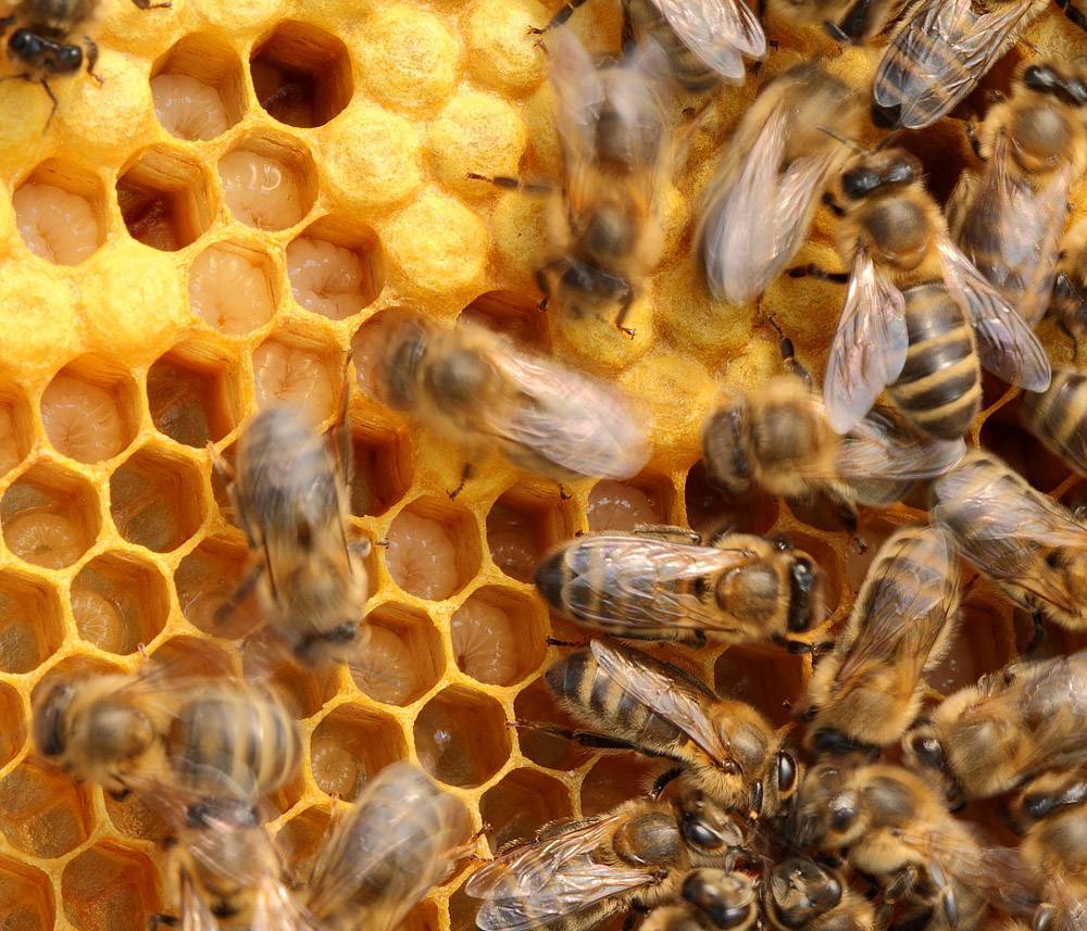 Симптомы, методы лечения и профилактика болезней пчел