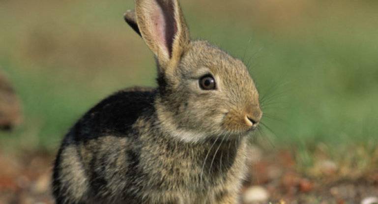 Что делать, если у кролика понос: причины и способы лечения