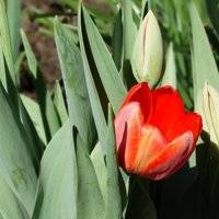 Когда пересаживать луковичные – тюльпаны, нарциссы, лилии и другие цветы