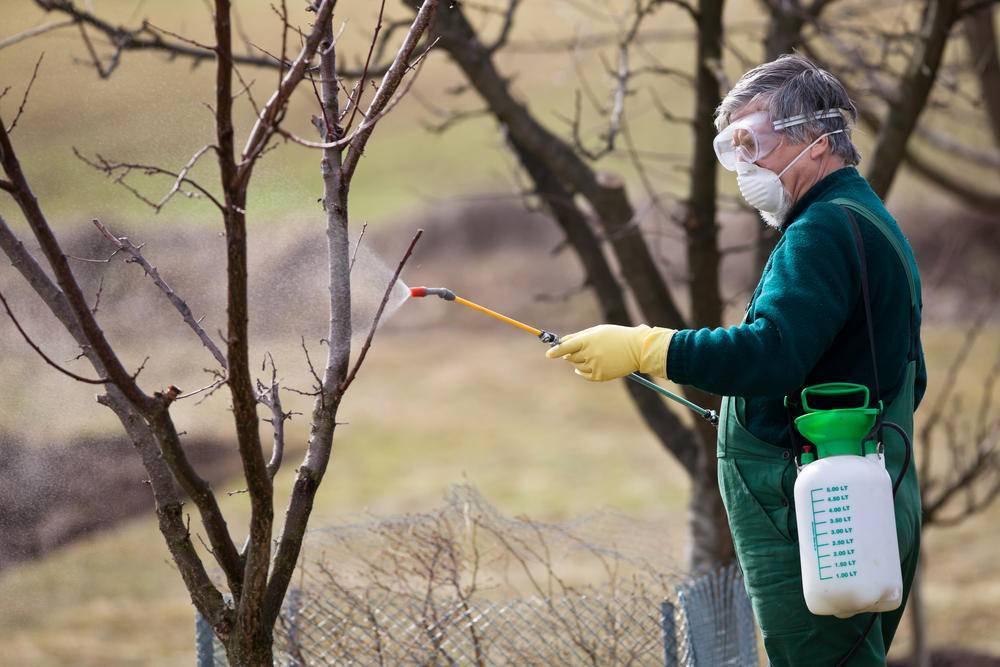 Защита вишни от вредителей — когда и чем опрыскивать вишневый сад?