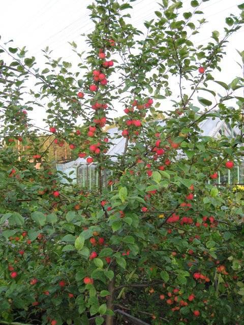 Подробная характеристика и особенности выращивание яблони сорта корей