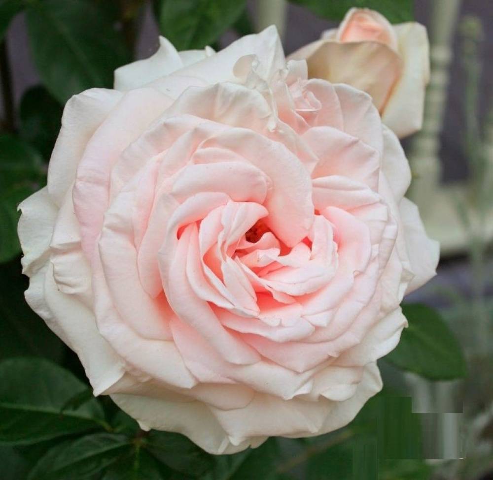 Характеристики плетистой розы перенниал блю: что это за сорт, как выращивать
