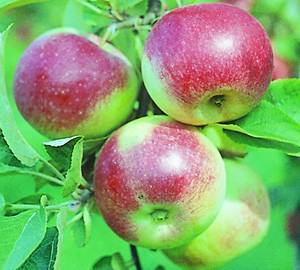 Сорта яблонь для ленинградской области
