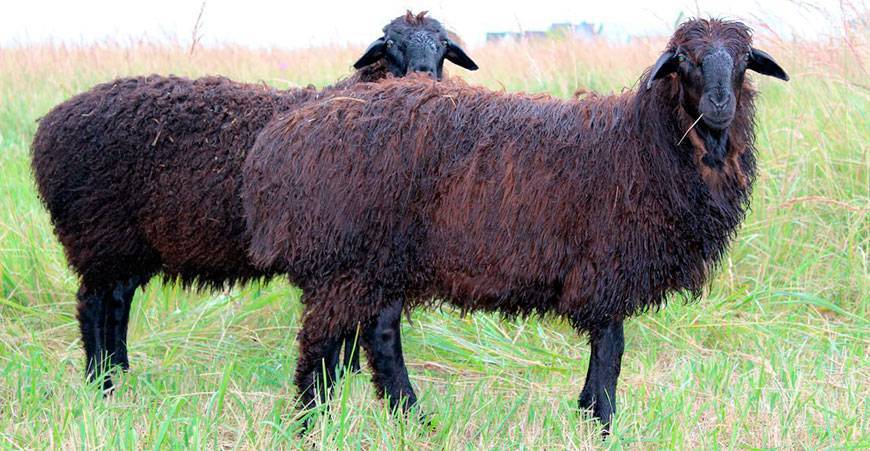 Описание и характеристика эдильбаевской породы овец. 2020