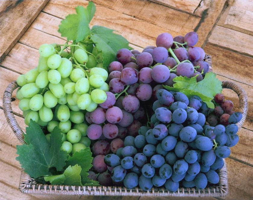 Почему не плодоносит виноград