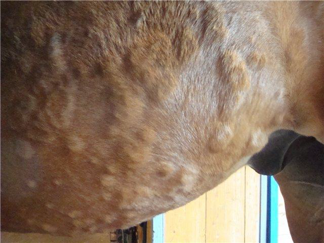 Симптомы и лечение лептоспироза у крупного рогатого скота (пошаговая инструкция)