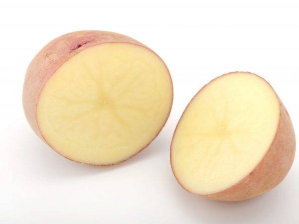 Отечественный картофель сорта любава: быстрое созревание, длительное хранение