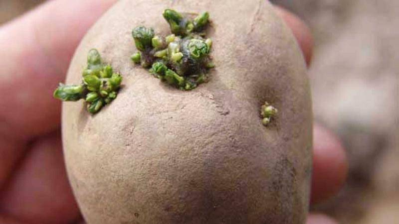 Как прорастить картофель перед посадкой: основные способы и правила