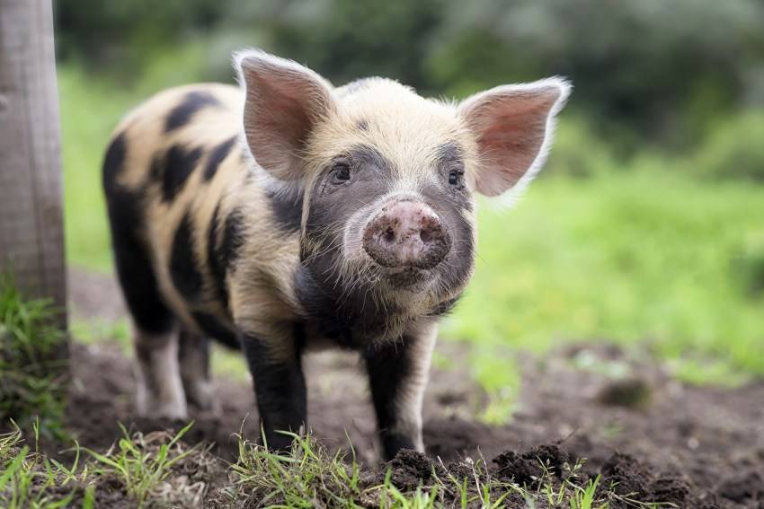 Все о декоративных карликовых свиньях: описание пород, особенности