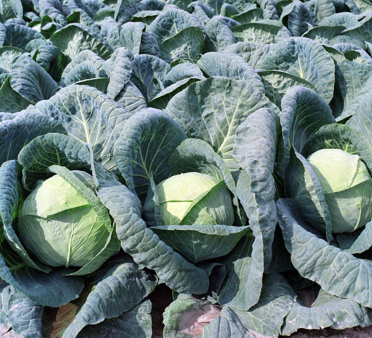 Капуста мегатон — самый урожайный среднепоздний гибрид