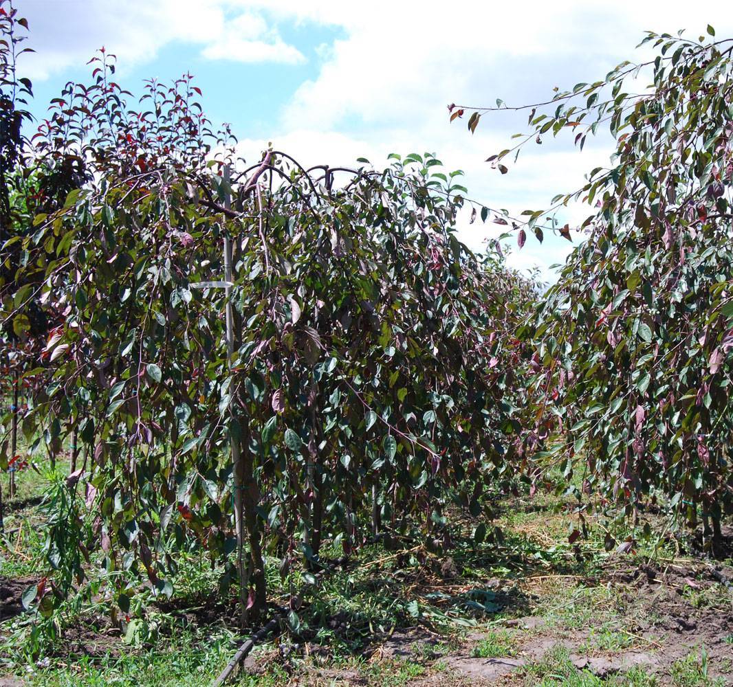 О яблоне Роял Бьюти: описание и характеристики сорта, уход и выращивание