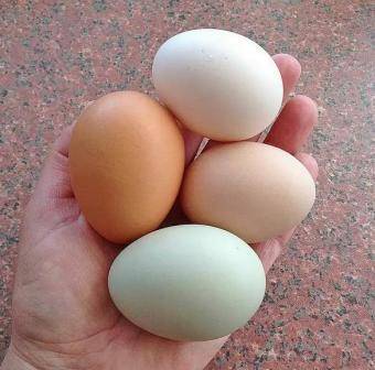 Куры несут мелкие яйца – причины и что делать?