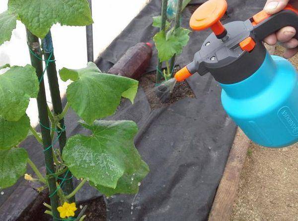 Несколько способов применения нашатырного спирта в саду и огороде