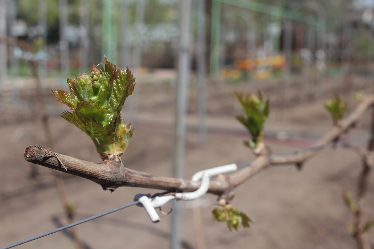 Почему весной не проснулся виноград