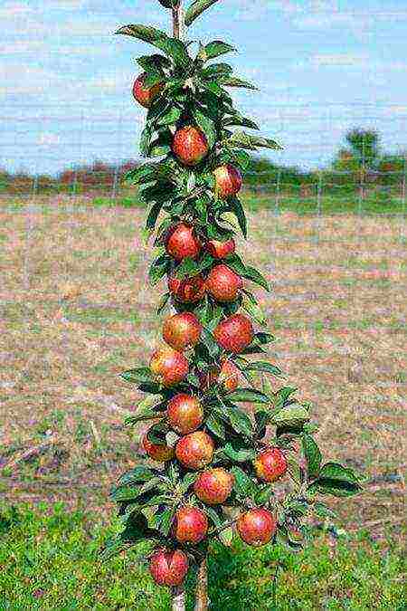 О колоновидной яблоне: сорта для подмосковья, какие лучше сажать