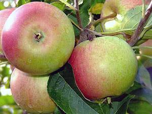 Выбираем зимние сорта яблонь для подмосковья