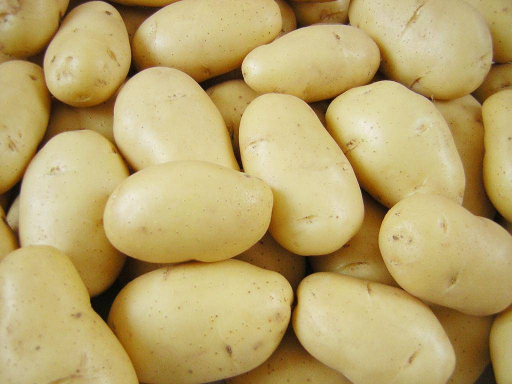 Весна: описание семенного сорта картофеля, характеристики, агротехника