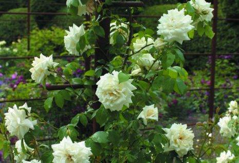 Розы цветущие все лето: сорта зимостойкие, неукрывные непрерывного цветения, какую розу посадить на даче, чтобы цвела всё лето