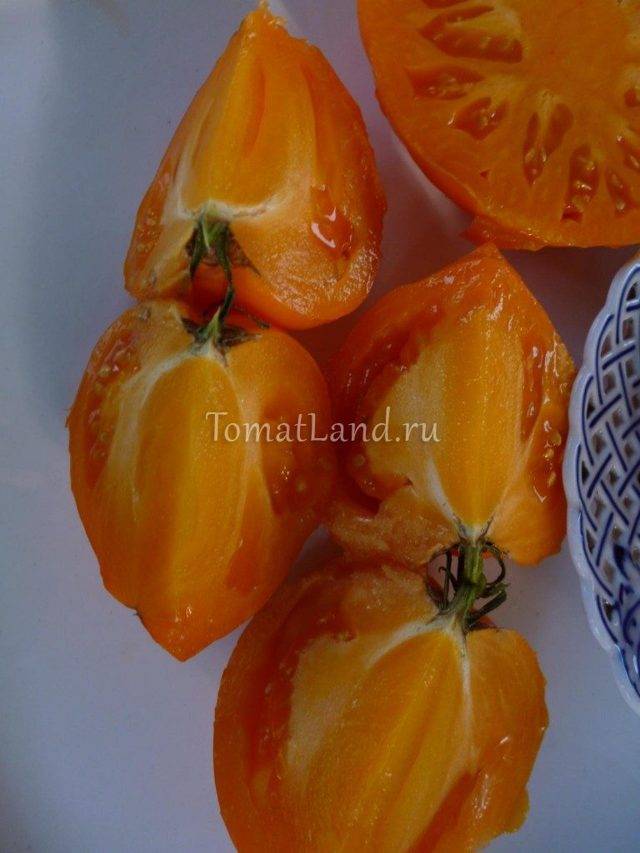Желтые и оранжевые сорта томатов — характеристика, описание, фото