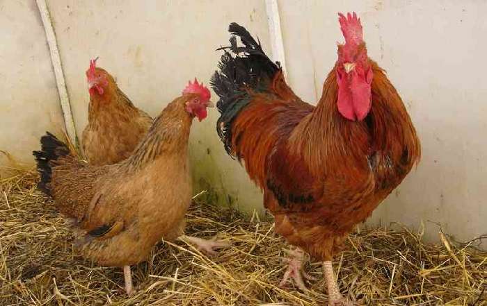 О породе кур Кучинские: описание и характеристика, как определить пол у цыплят