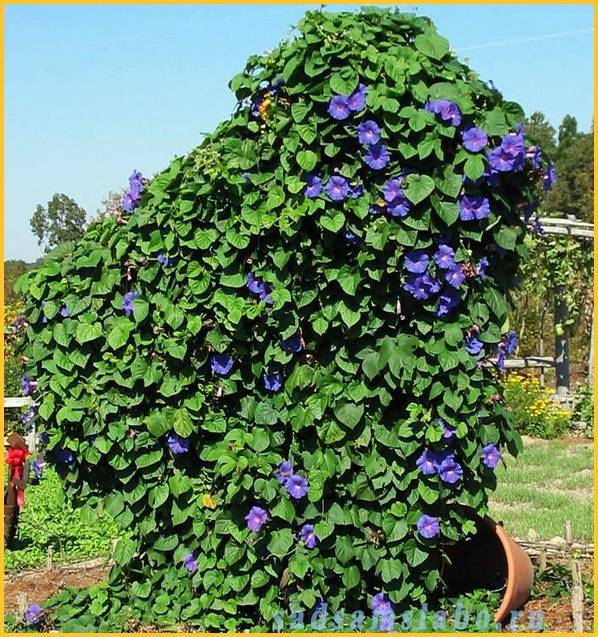 Ипомея (55 фото): посадка семян и уход. как сажать рассаду в открытый грунт в саду? многолетние и однолетние разновидности цветка, ипомея лунноцветущая и «небесно-голубая»