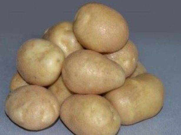 Ранние сорта картофеля для посадки в разных регионах россии.