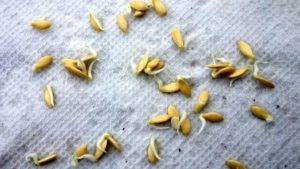 Правила замачивания семян огурцов перед посадкой