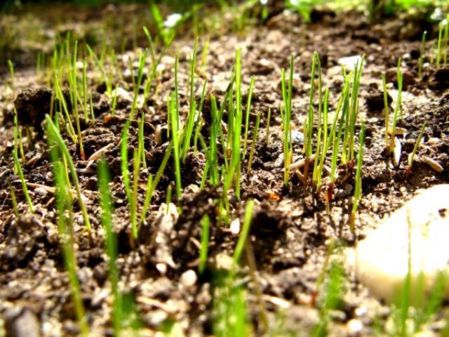 О всхожести газонной травы: через сколько дней, что на это влияет