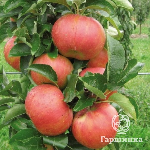 Колоновидные яблони — описание разновидностей