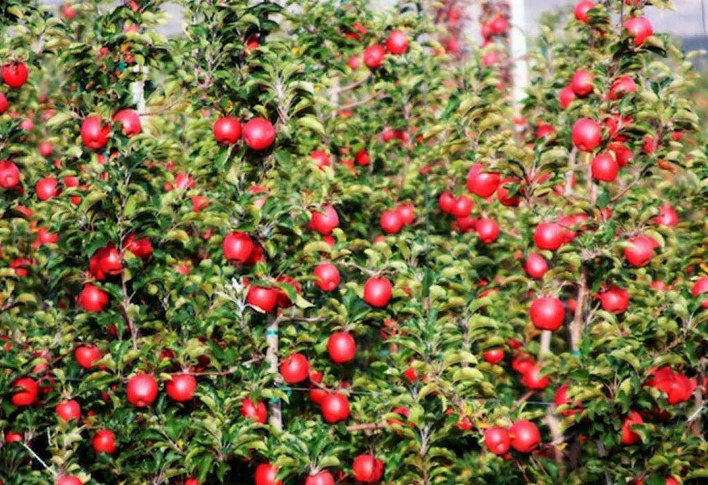 Плодовый сад и питомник - описание и характеристики подвоев яблони, груши, сливы, вишни и черешни