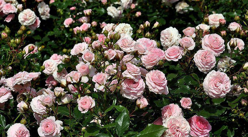 В помощь цветоводу: календарь подкормок и обработок роз на весь сезон
