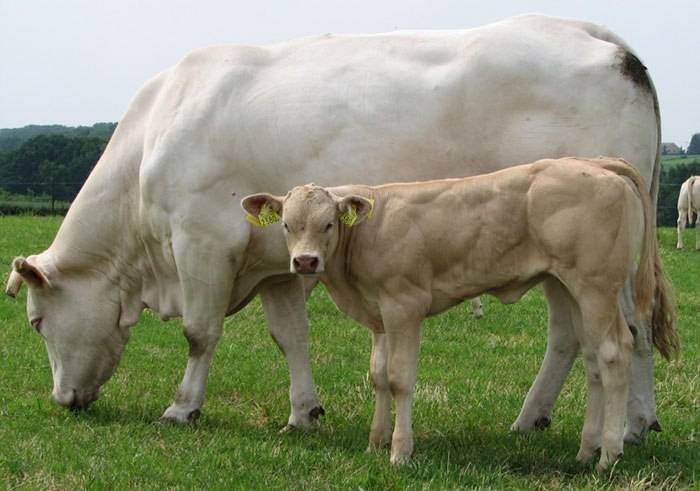 Швицкая порода коров: характеристика, плюсы и минусы, фото
