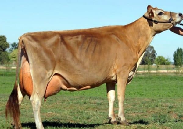 Характеристики джерсейской породы коров