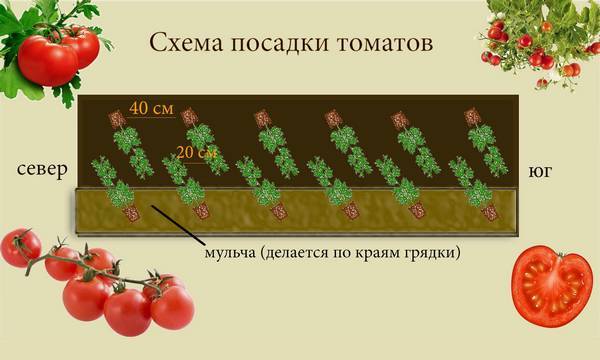 Тонкости мульчирования помидоров в открытом грунте