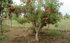 Все о том, как размножить яблоню: выбор технологии и особенности