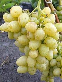 Описание сорта винограда Аркадия (Настя), как посадить и ухаживать