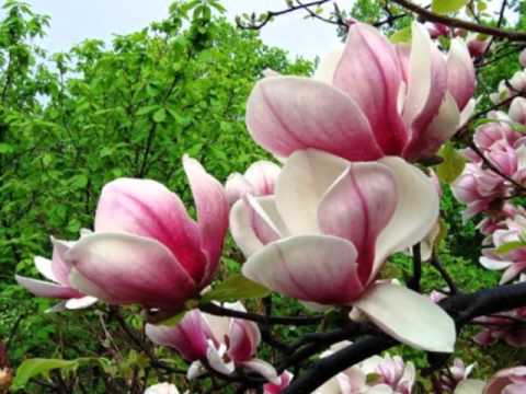 Магнолия: время и сроки цветения, в каком месяце начинает дерево цвести