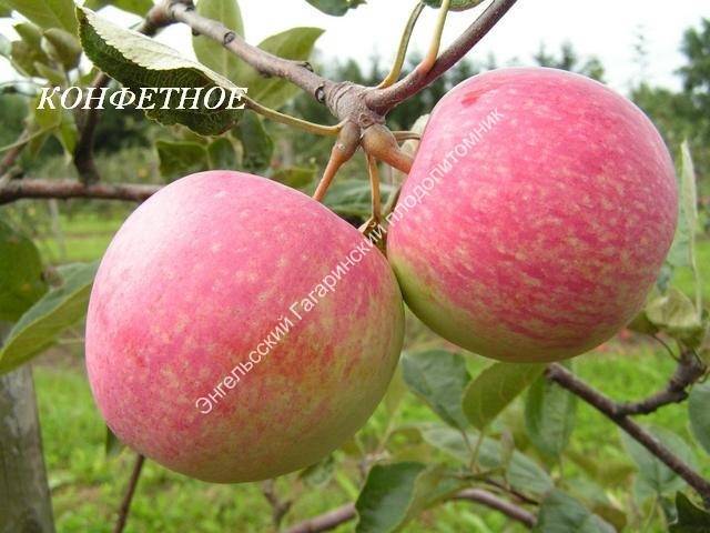 Описание сорта яблони конфетное – особенности посадки и ухода за сортом