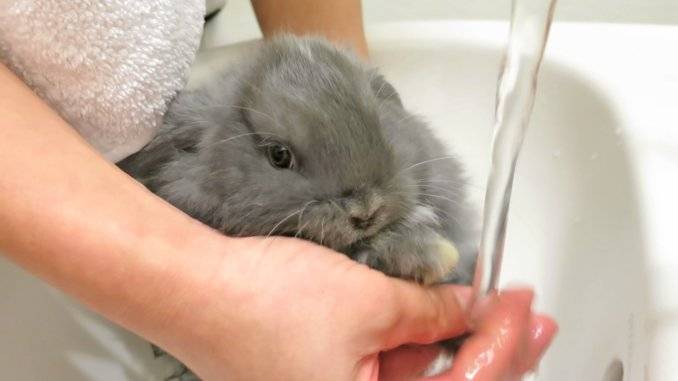 Можно ли мыть декоративных кроликов