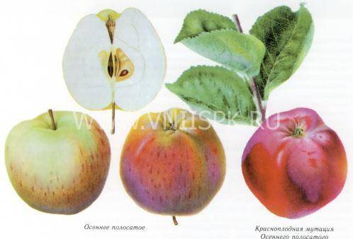 Высокоурожайная яблоня штрейфлинг