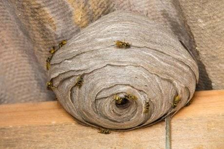 Как избавиться от соседских пчел?