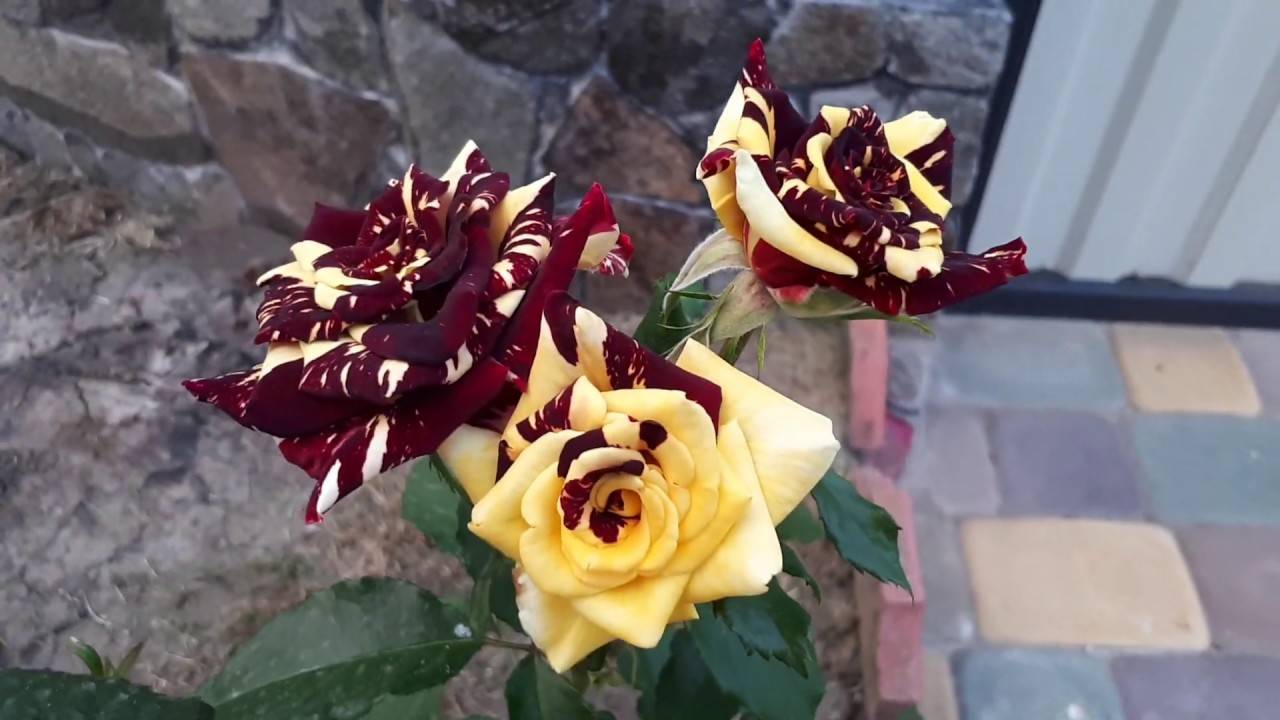 Описание плетистой розы абракадабра: что это за чайно-гибридный сорт флорибунды