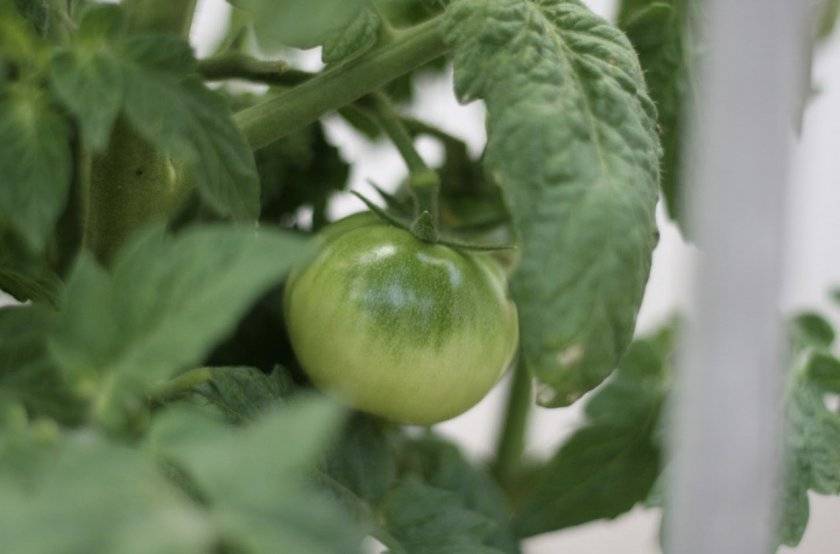 Мажор: описание сорта томата, характеристики помидоров, выращивание