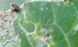 Чем обработать щавель от зеленых жучков: что делать, чтобы избавиться от вредителей, как бороться с листоедом вручную, чем можно опрыскать из химических средств?
