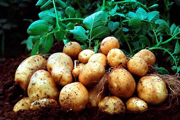 Посадка картофеля в июле – все о плюсах метода и особенностях выращивания
