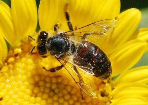Сколько может жить рабочая пчела