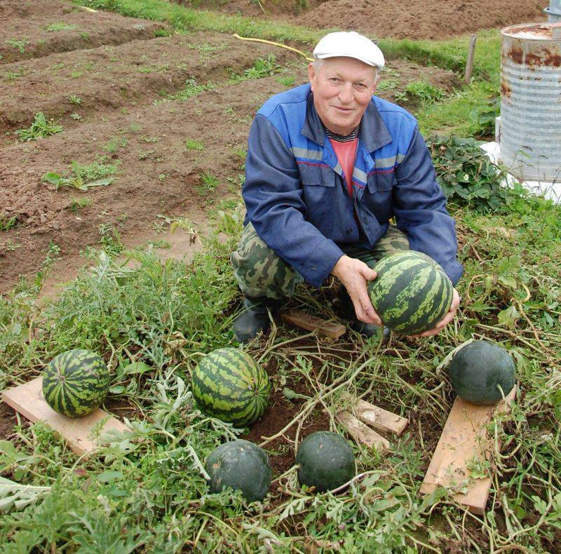 Выращивание арбузов в ленинградской области в теплице