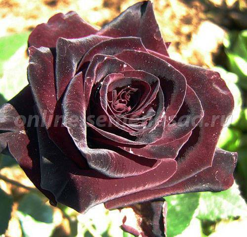 О розе Блэк Баккара (Black Baccara): описание сорта чайно гибридной розы
