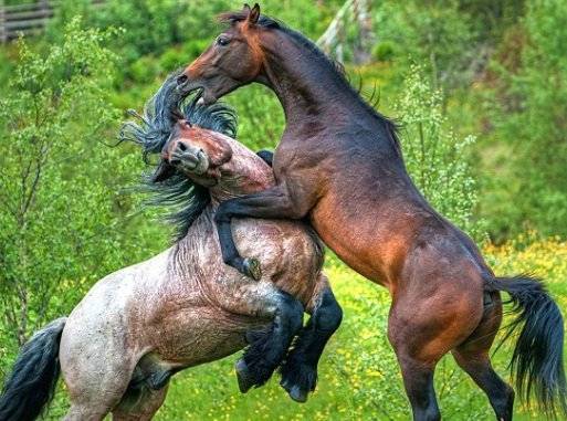 В помощь начинающему коневоду — как рожают лошади и возможные осложнения беременности