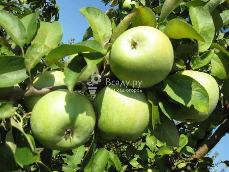 О яблоках Семеренко: описание и характеристики сорта, выращивание саженцев